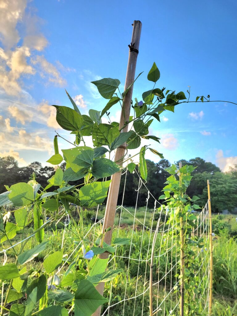 The Secret to Gardening Success