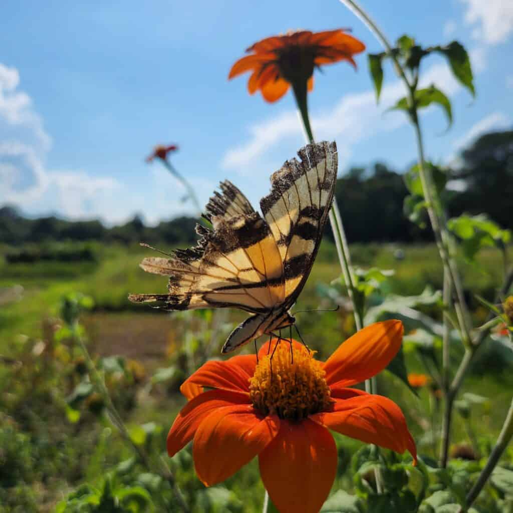 Ripped wings but still flying butterfly